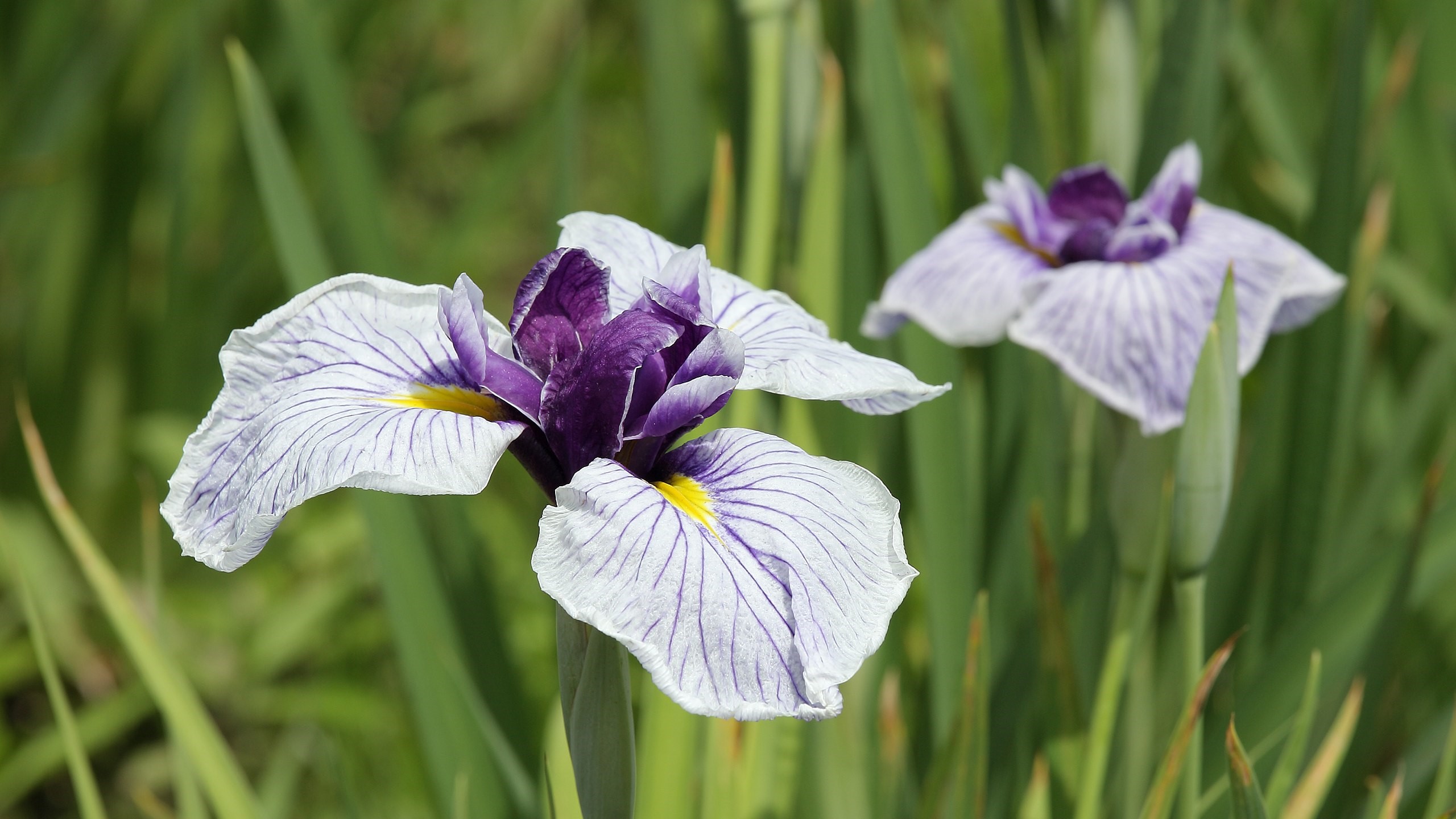 iris-flower